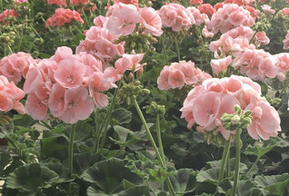 Pelargoni Classic Dolce Vita 3 kpl