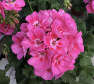 Pelargoni Classic Candy Rose With Blotch 3 kpl