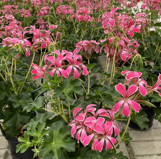 Riippapelargoni Decora Stellena 3 kpl