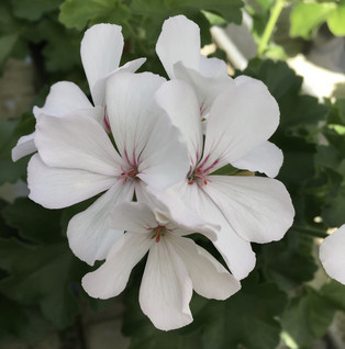 Pelargoni Marcada White 3 kpl