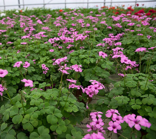 Käenkaali ’Pink Pillow’ 2 kpl