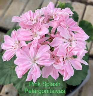 Pink Splash