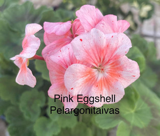 Pink Eggshell