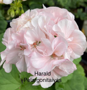 Harald