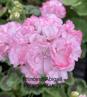 Princess Abigail