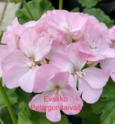 Evakko