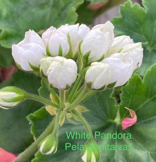 White Pandora