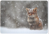 Fox in the snowfall