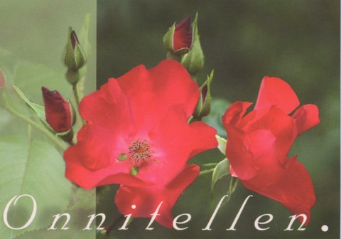 Congratulating - roses