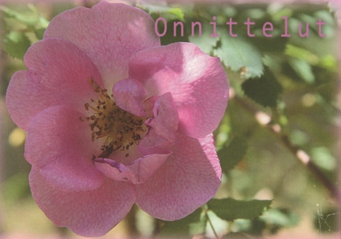 Onnittelut - ruusu