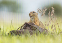 Squirrel in shoe