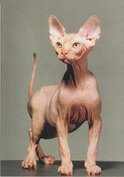 Bald cat