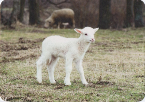 White lamb standing on a meadow