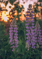 Lupines