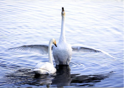 What a lovely couple