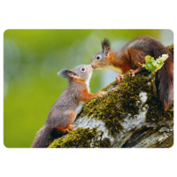 Kissing squirrels