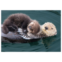 Otter mother and baby