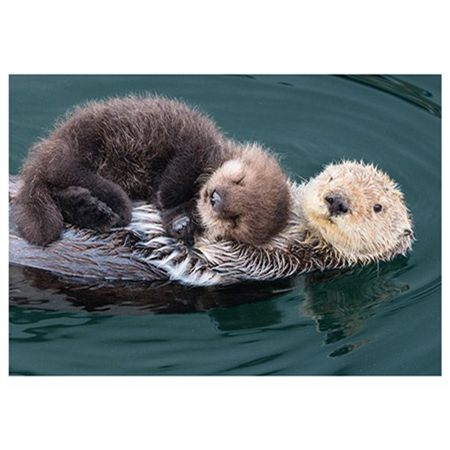 Otter mother and baby