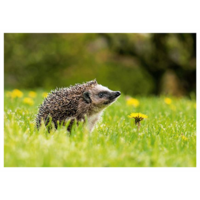 Hedgehog and dandelion