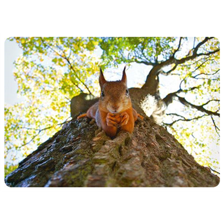 Squirrel in a tree