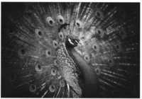 Peacock wheel