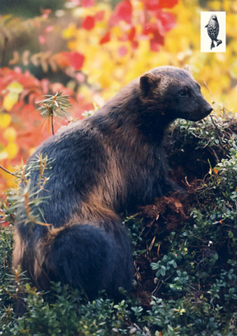 Wolverine in the autumn forest