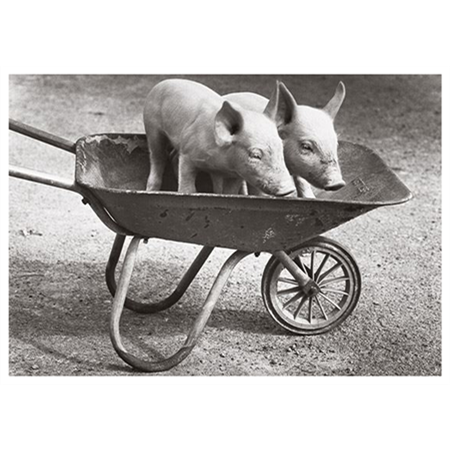 Pigs in a wheelbarrow