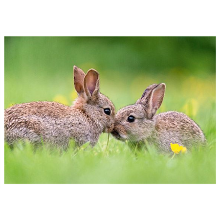 Kissing bunnies