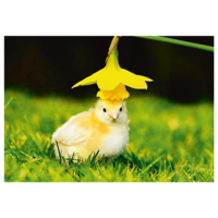 Flower hat chick