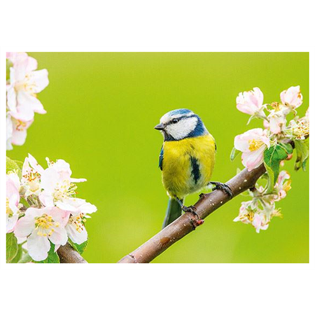 Blue tit and blooming tree
