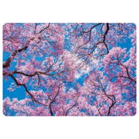 Blooming cherry trees