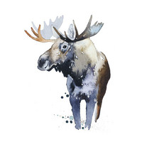 Moose - Ester Visual
