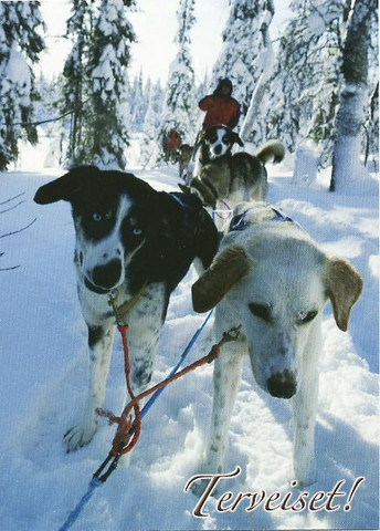 Sled dogs in the forest