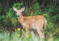White-tailed deer