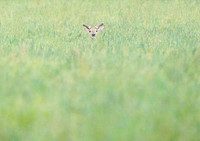 White-tailed deer hidden