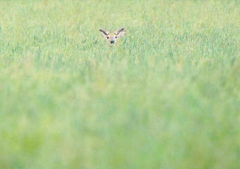 White-tailed deer hidden