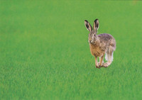 Jumping hare