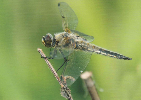 Sudenkorento korrella