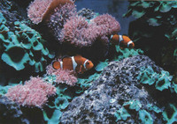 Ocellaris clownfish