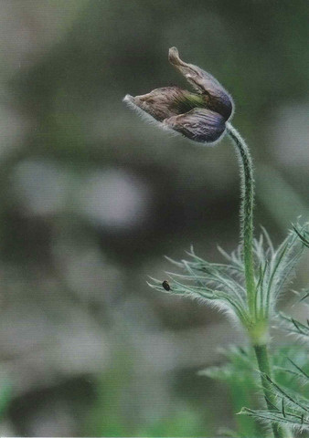 Pulsatilla