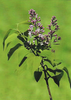 Syringa blooms