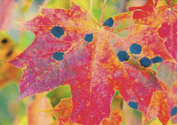 Colourful maple leaf