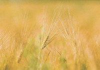Ripe grain