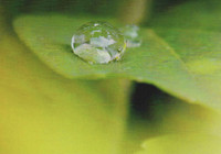 Water drop on leaf