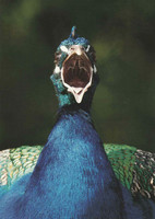Peacock beak open
