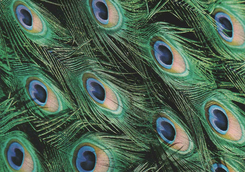 Peacock tail feathers