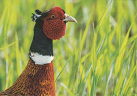 Pheasant #1