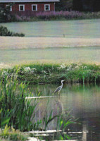 Gray heron in the water