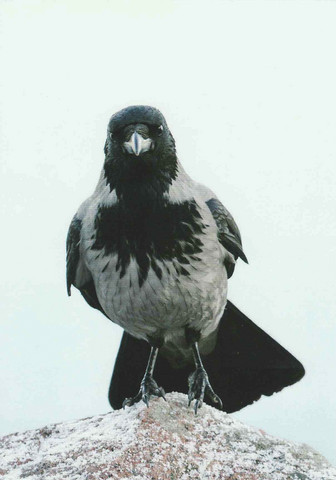 Crow on a stone