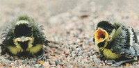 Great tit chicks (10x20cm)